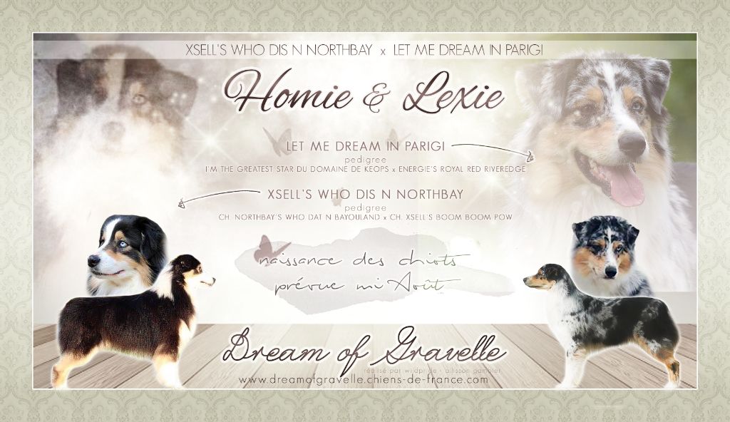 Dream Of Gravelle - Berger Australien - Portée née le 16/08/2018
